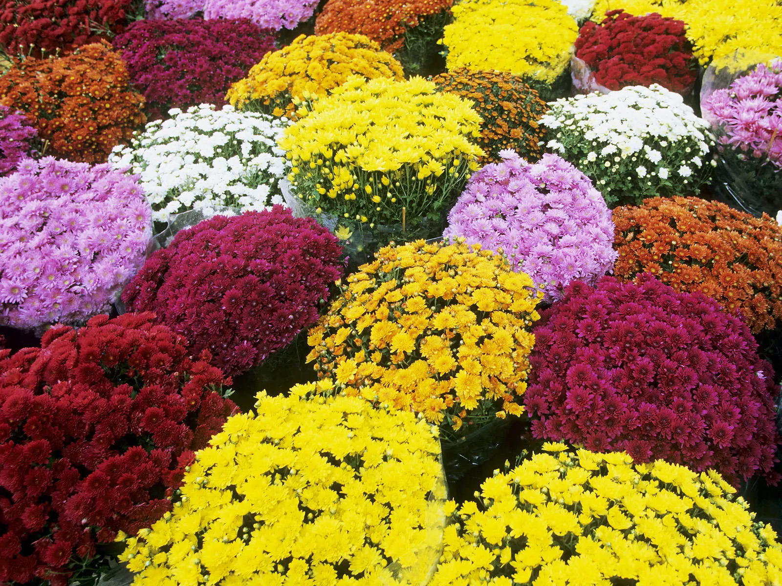 Mums in yellow, burgundy, orange, pink, and white