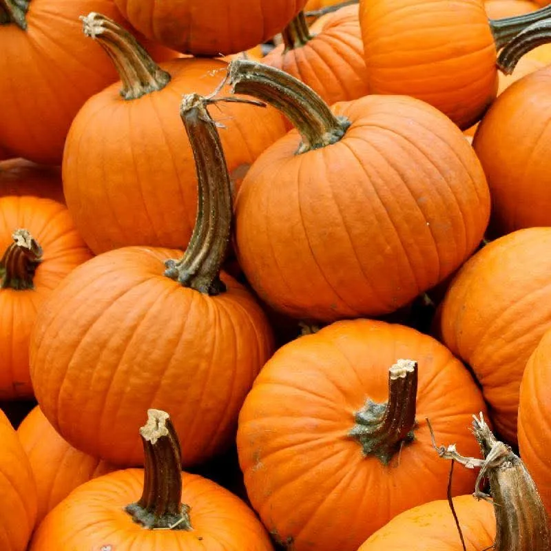 A group of bright orange pumpkins