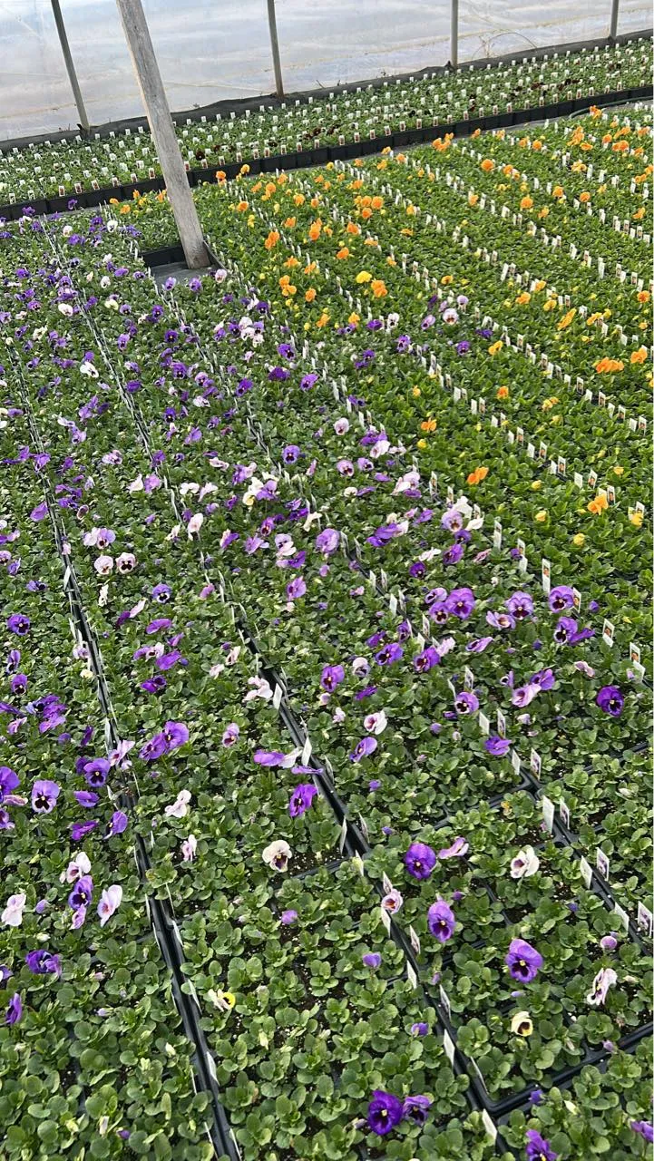 Seasonal flowering plants grown at the farm