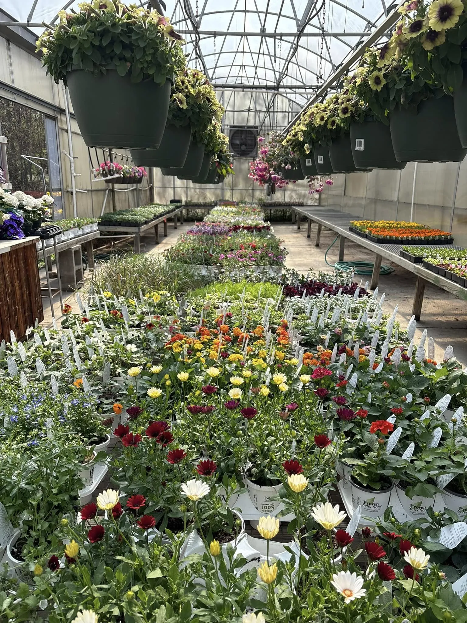 Healthy flowering plants at Keegan Growers