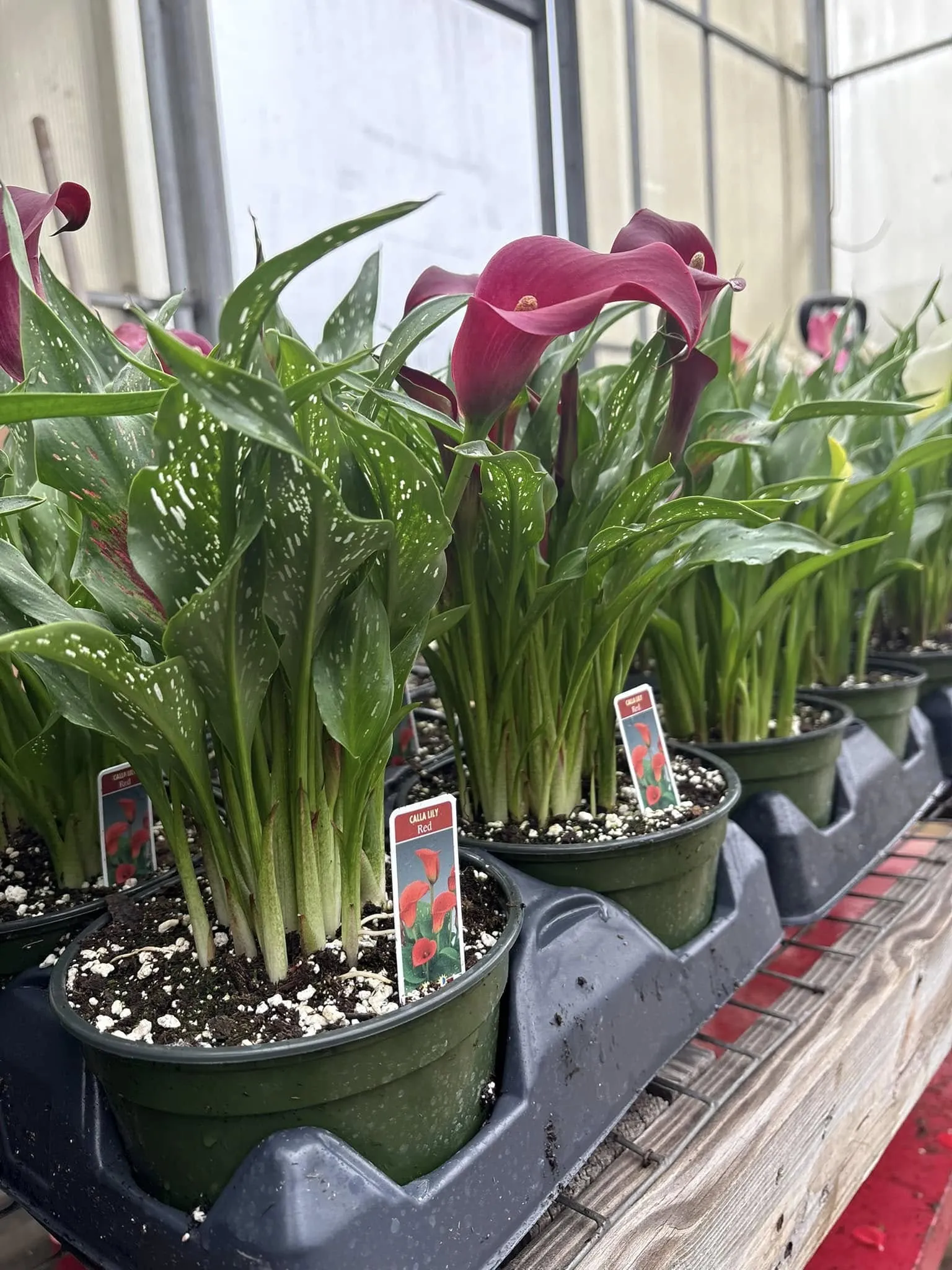 Locally grown flowers in the greenhouse