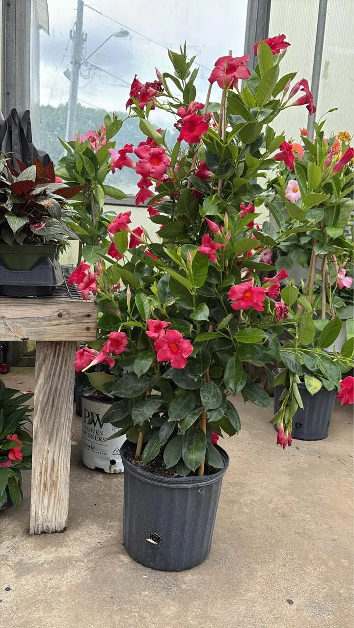 Seasonal flowers ready at the farm
