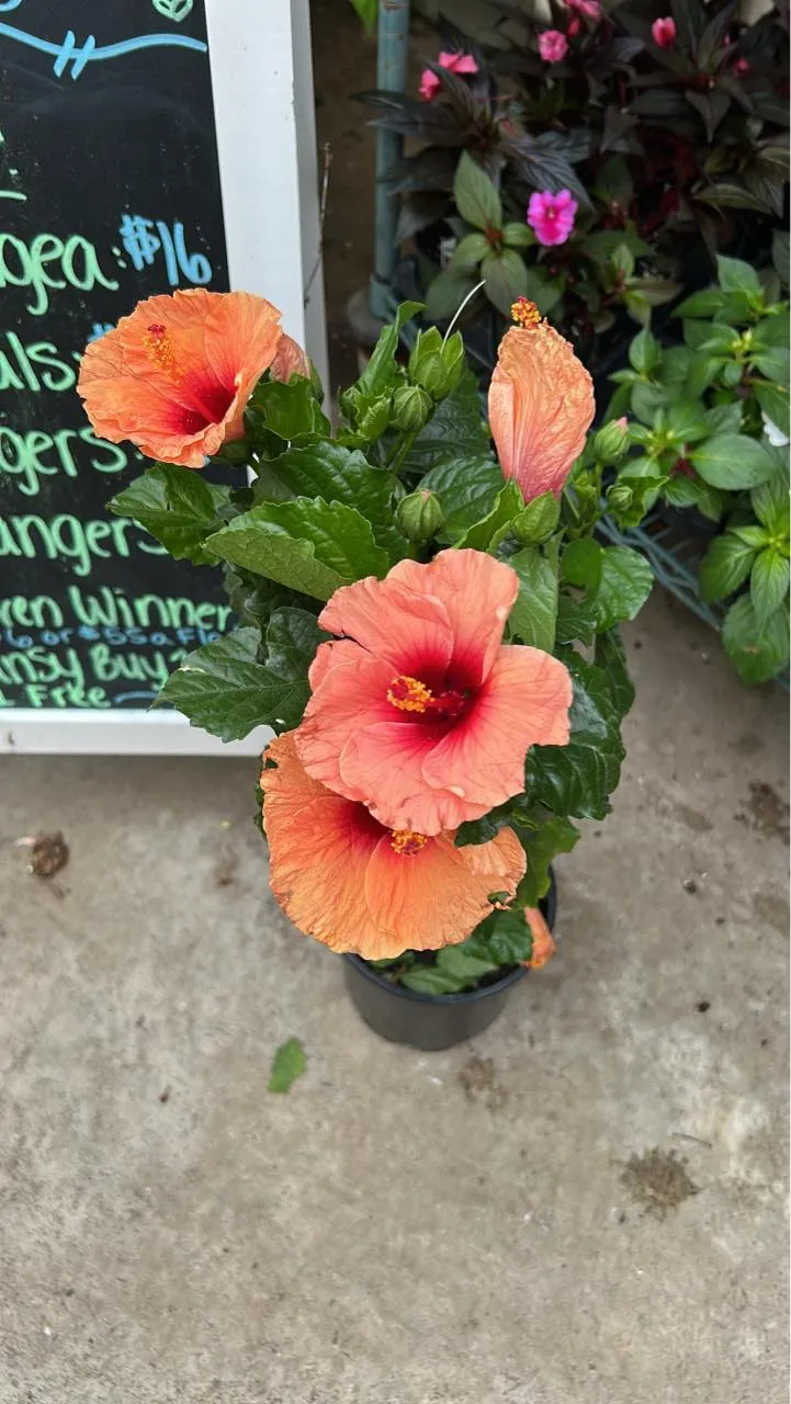 Seasonal plants ready at Keegan Growers