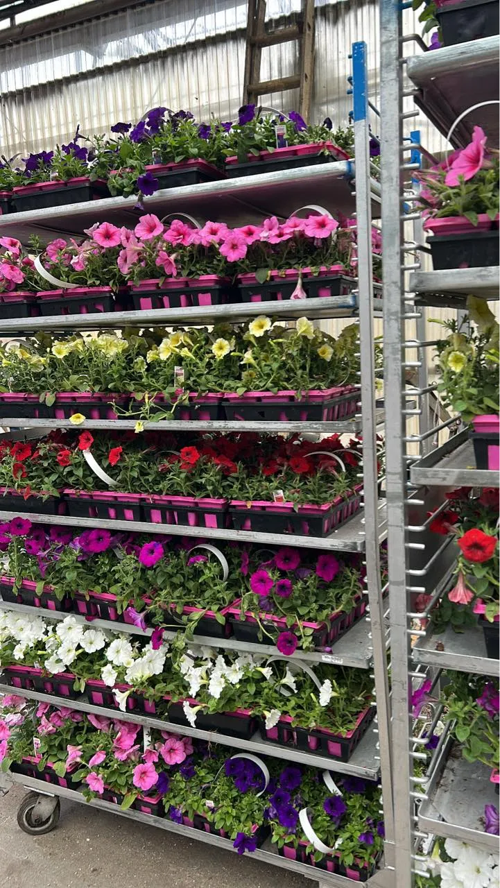 Bright locally grown flowers