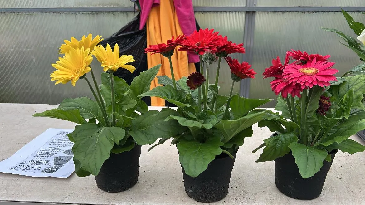 Greenhouse flowers grown for the season