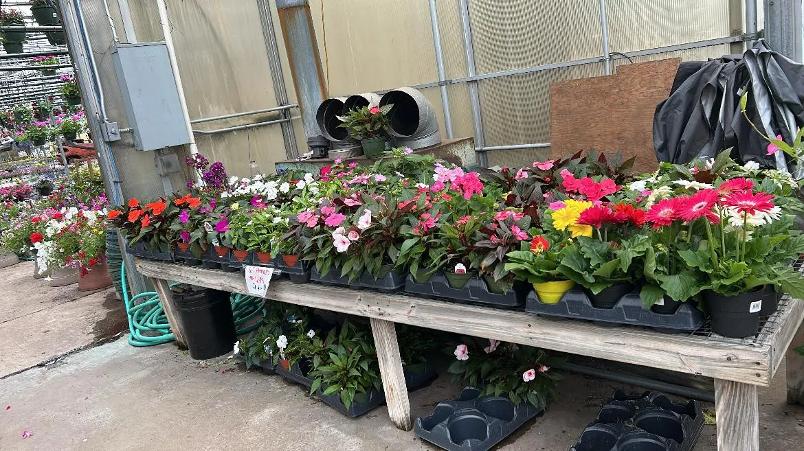 A colorful crop of seasonal plants