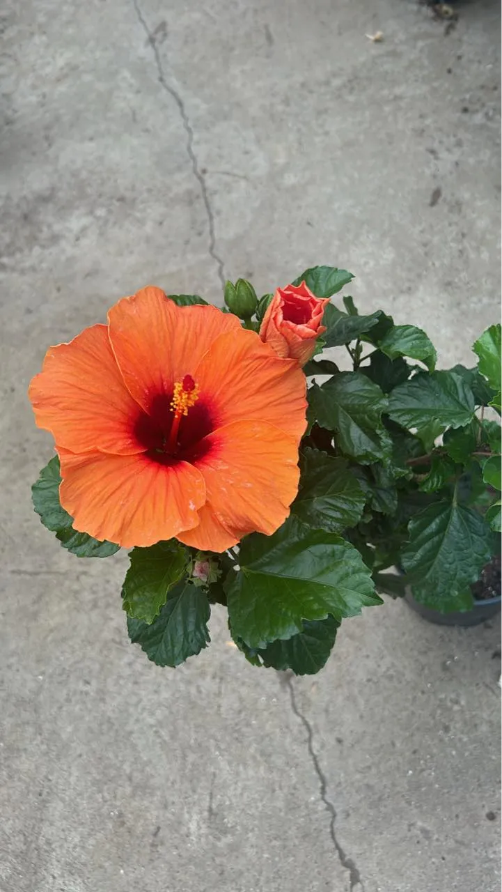 Flowering plants from the Cheshire greenhouses