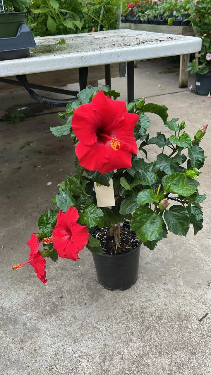 Plants ready for homes and gardens