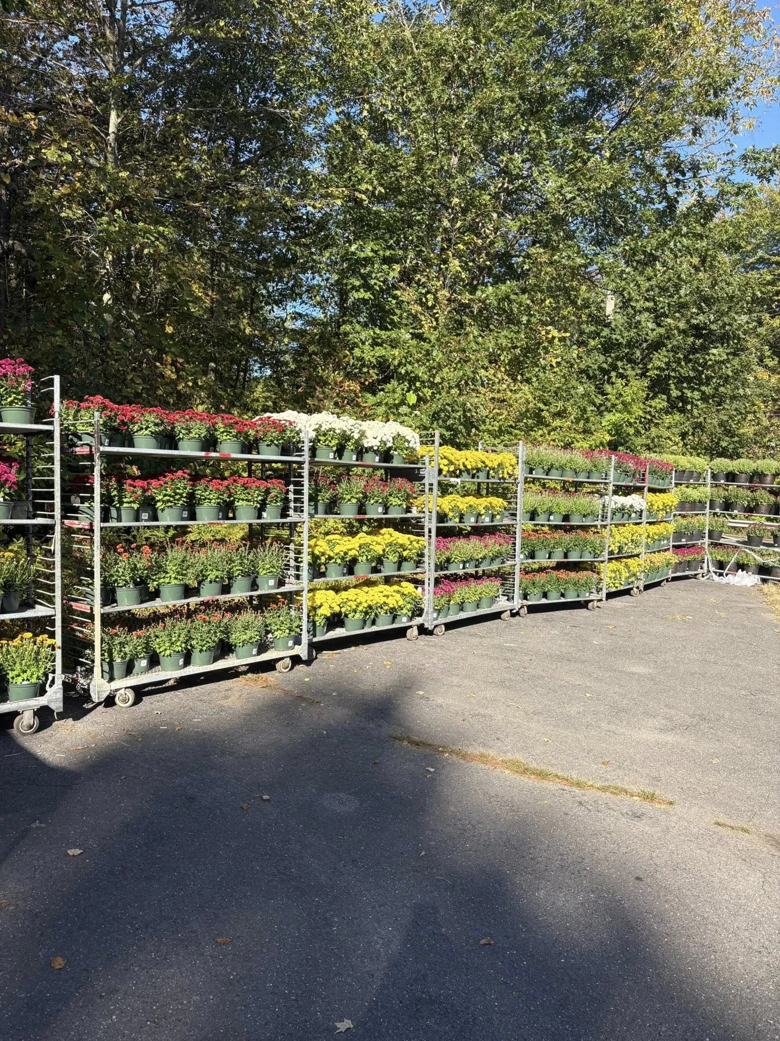 Racks of colorful mums outside at Keegan Growers