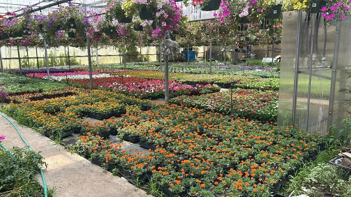Colorful locally grown plants