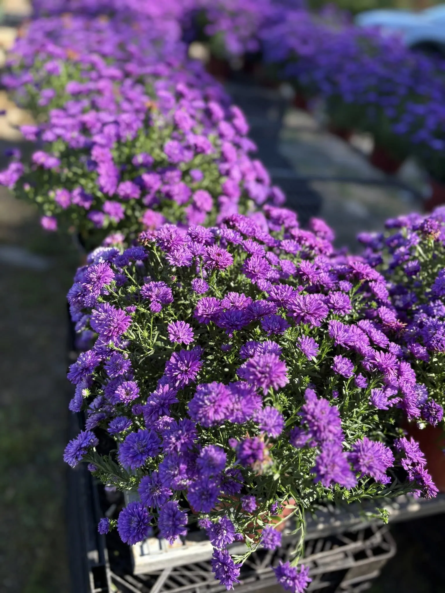 Colorful plants grown for the local community