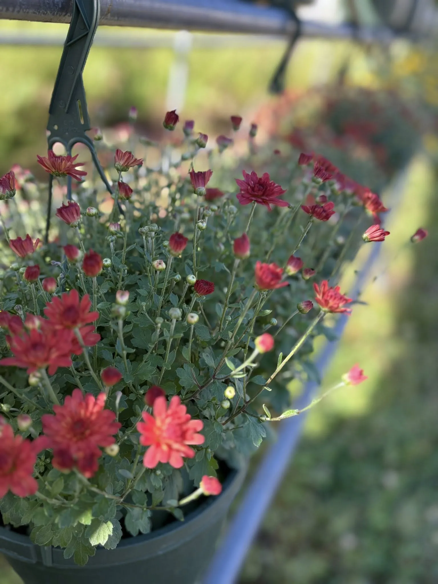 A seasonal crop ready at the farm