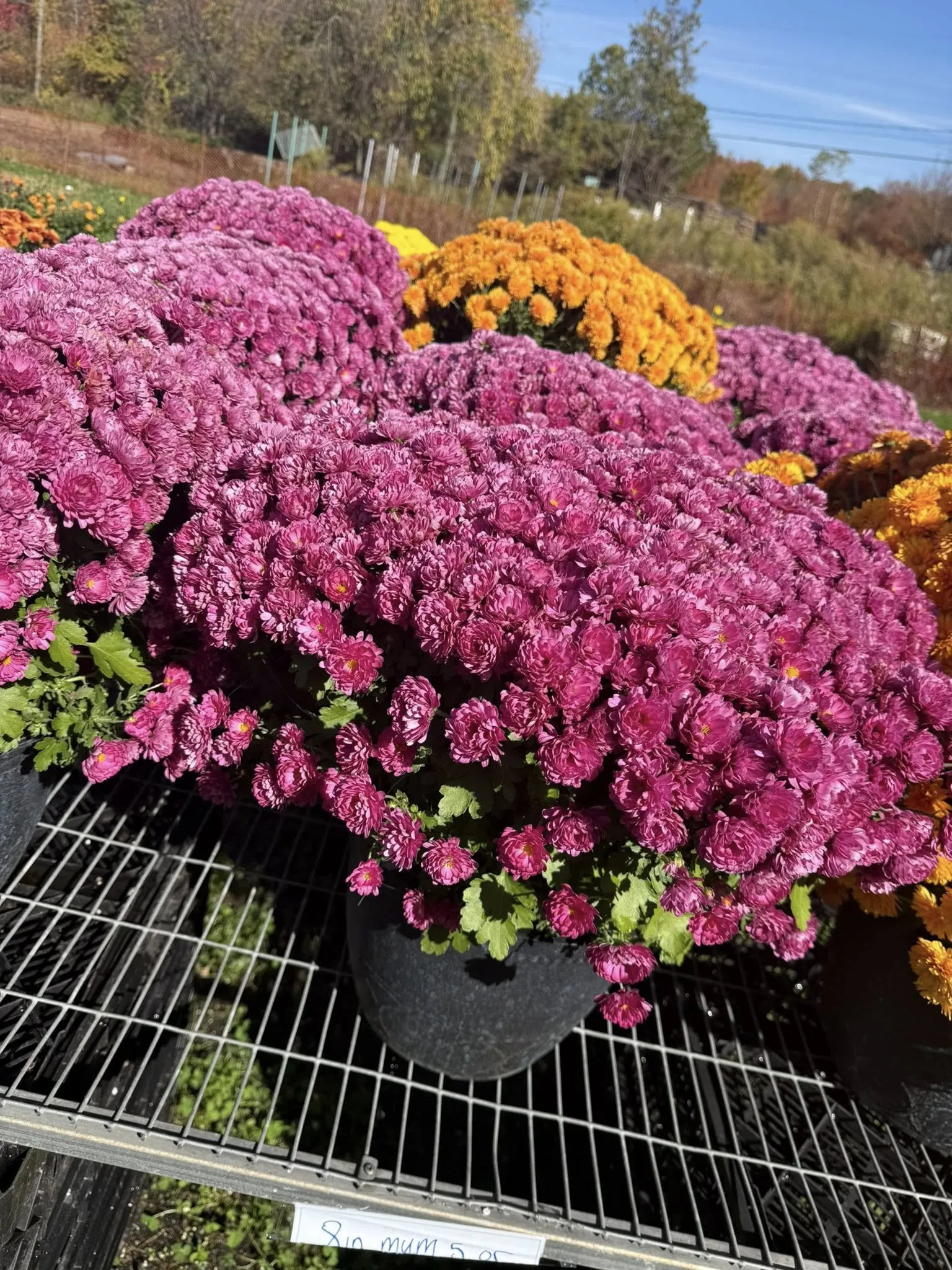 Flowering plants grown in Cheshire, Connecticut
