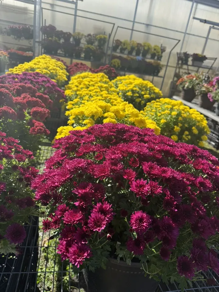 Fresh local flowers from Keegan Growers