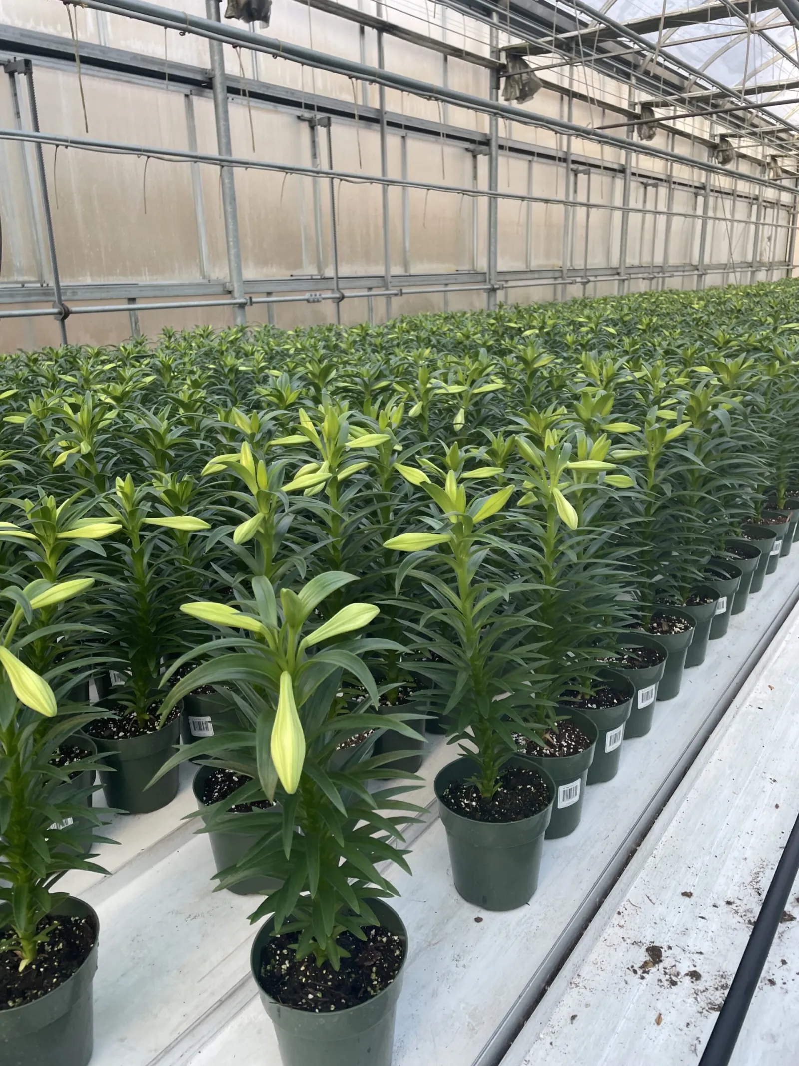 Fresh tulips grown in the Keegan Growers greenhouses