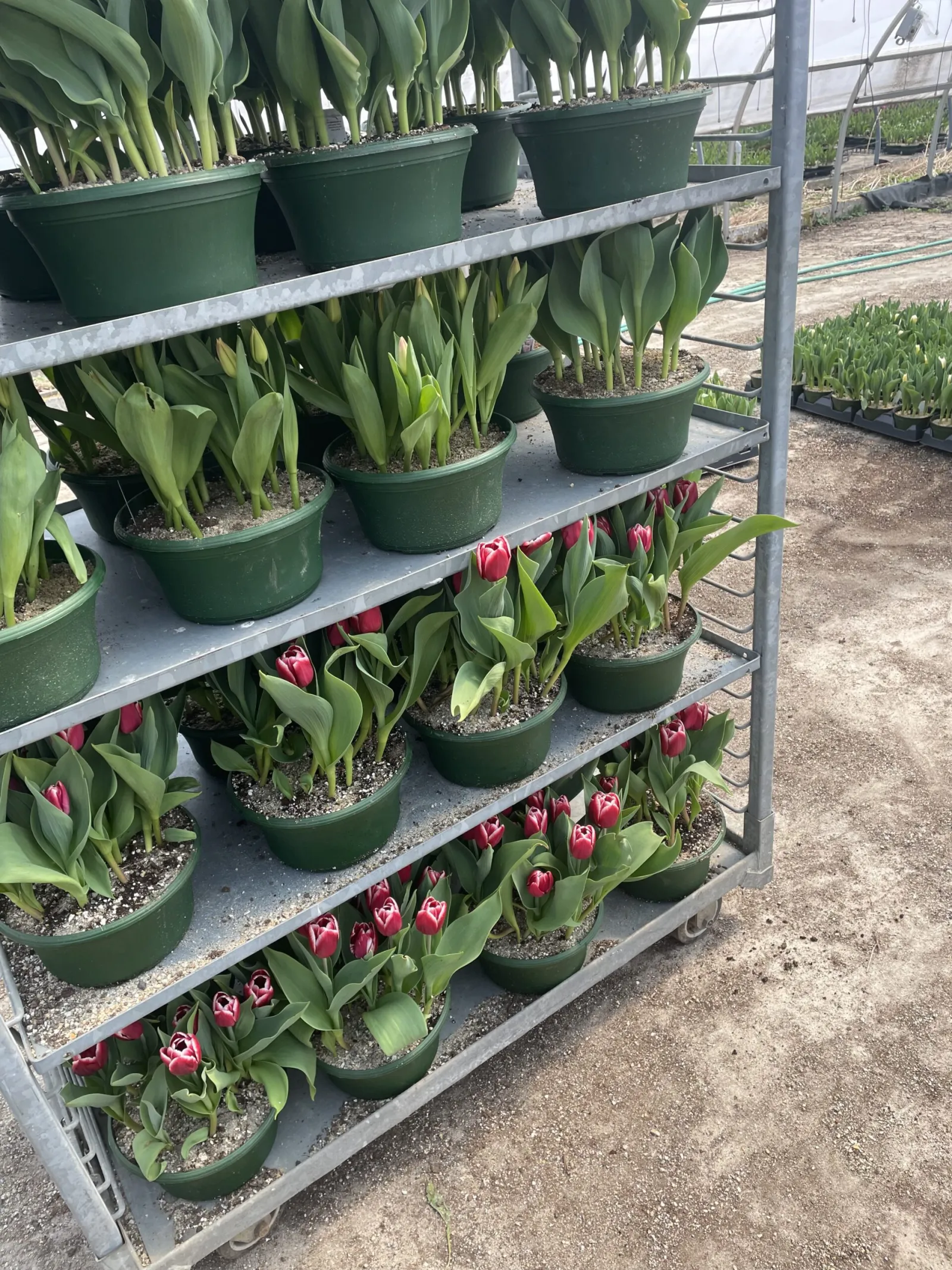 Tulips growing at Keegan Growers