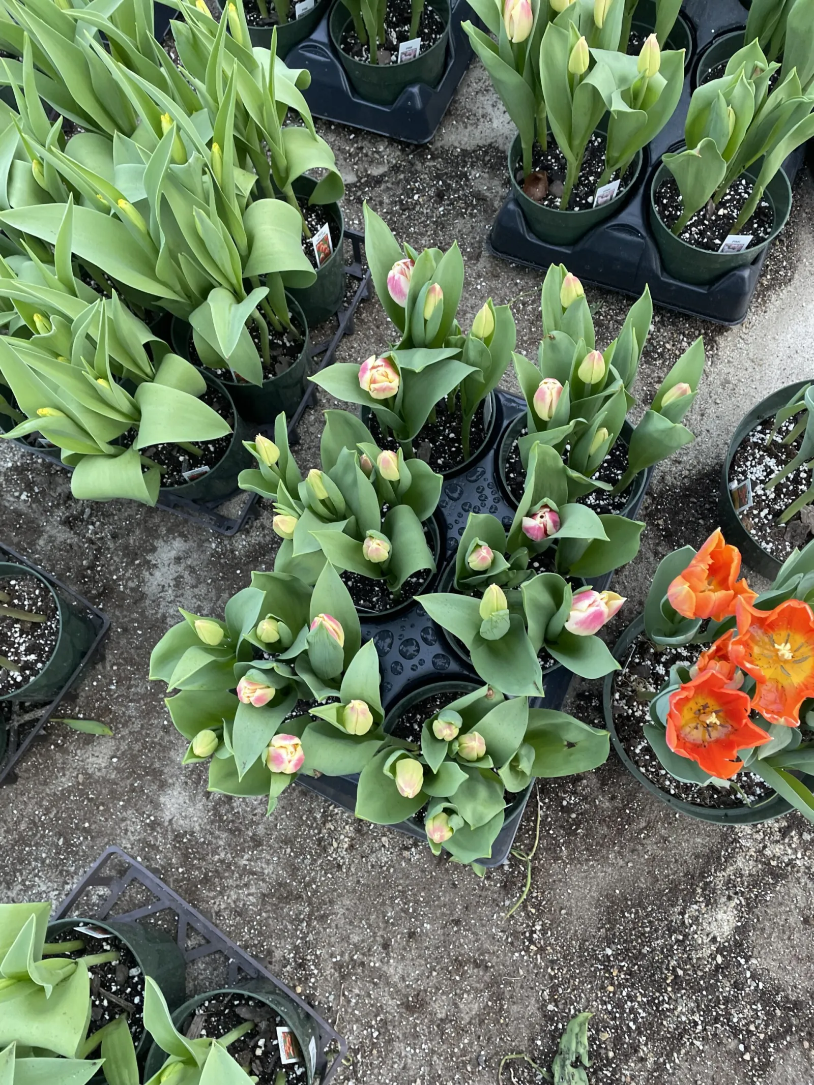 Locally grown spring tulips in bloom
