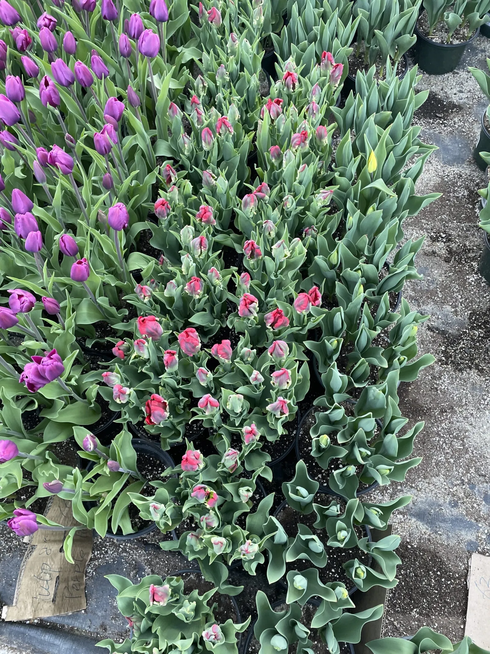 Tulips ready for the spring season