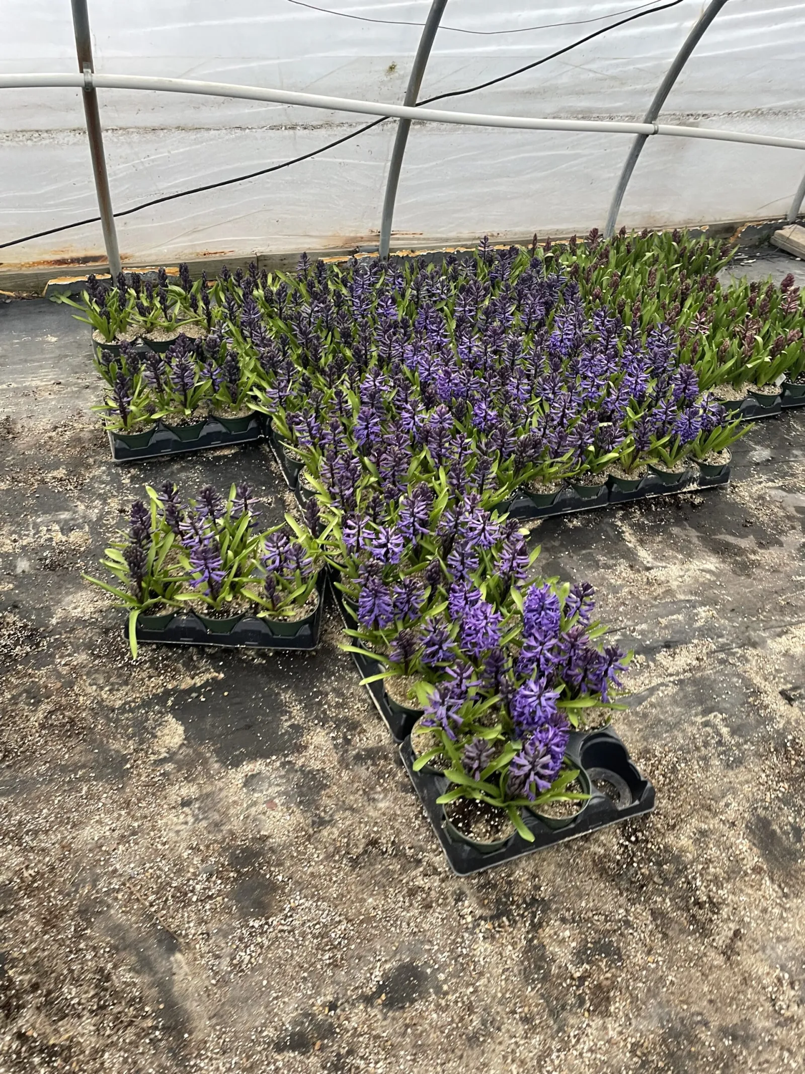 Tulip plants inside the greenhouse