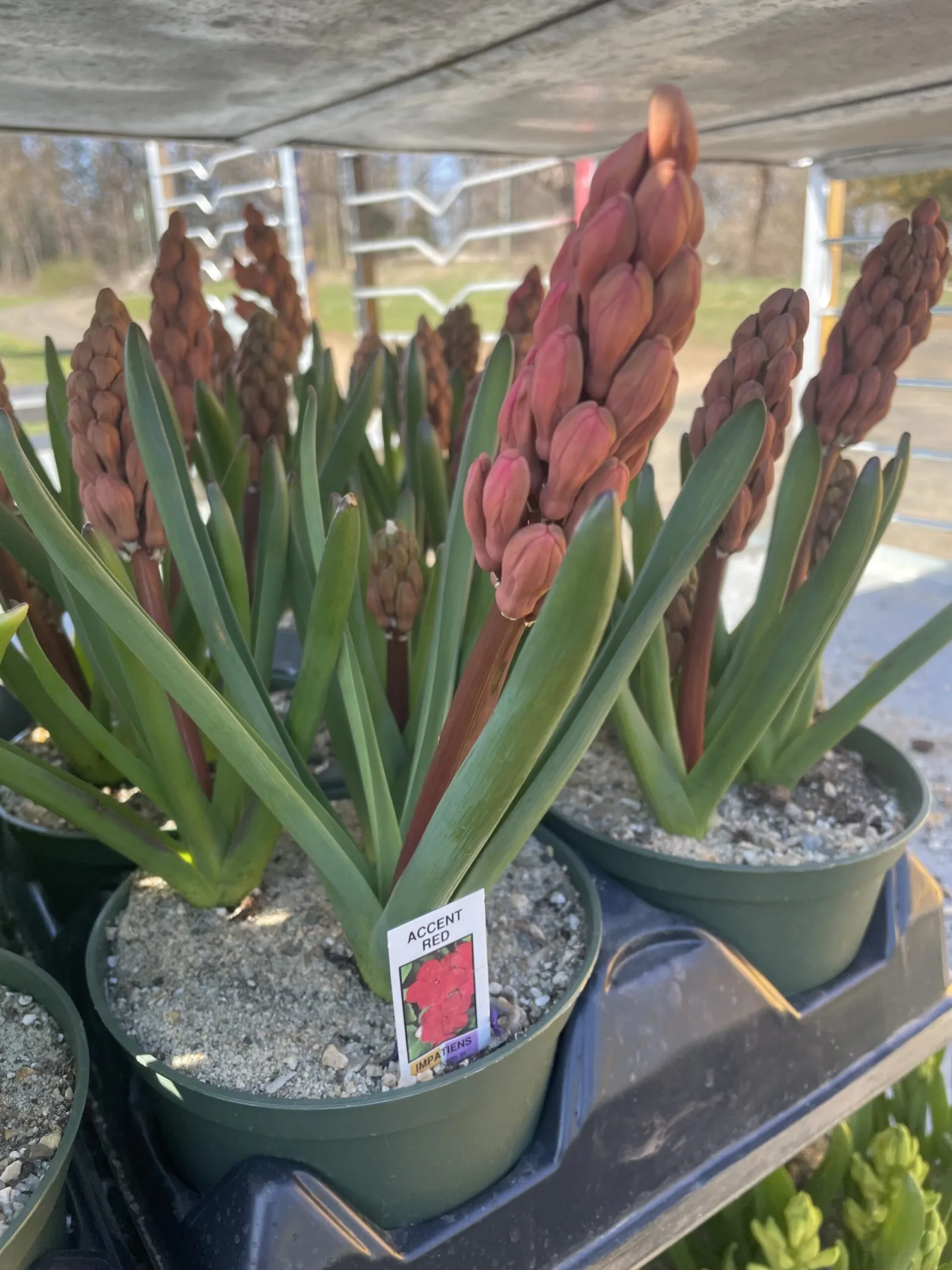 Spring flowers grown at Keegan Growers